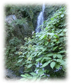 gCL